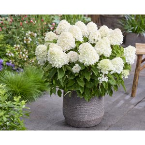 Hortenzia metlinatá (Hydrangea paniculata) ´LIVING SUGAR RUSH® by LIVING CREATIONS® - výška 30-40 cm, kont. C2L 